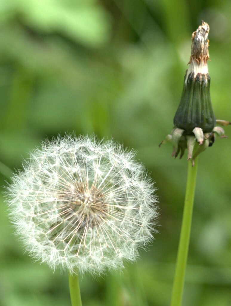 Pusteblume