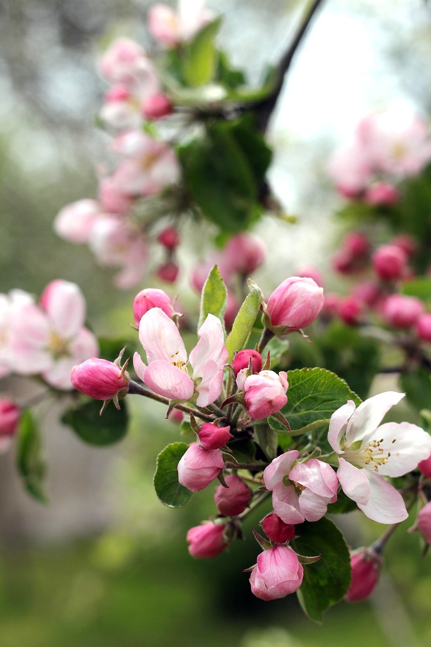 Apfel - heimische Heilpflanze mit viel Potenzial