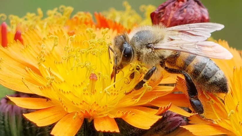 Biene auf Blüte vom Habichtskraut