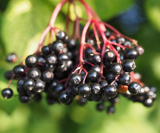 reife Holunderbeeren
