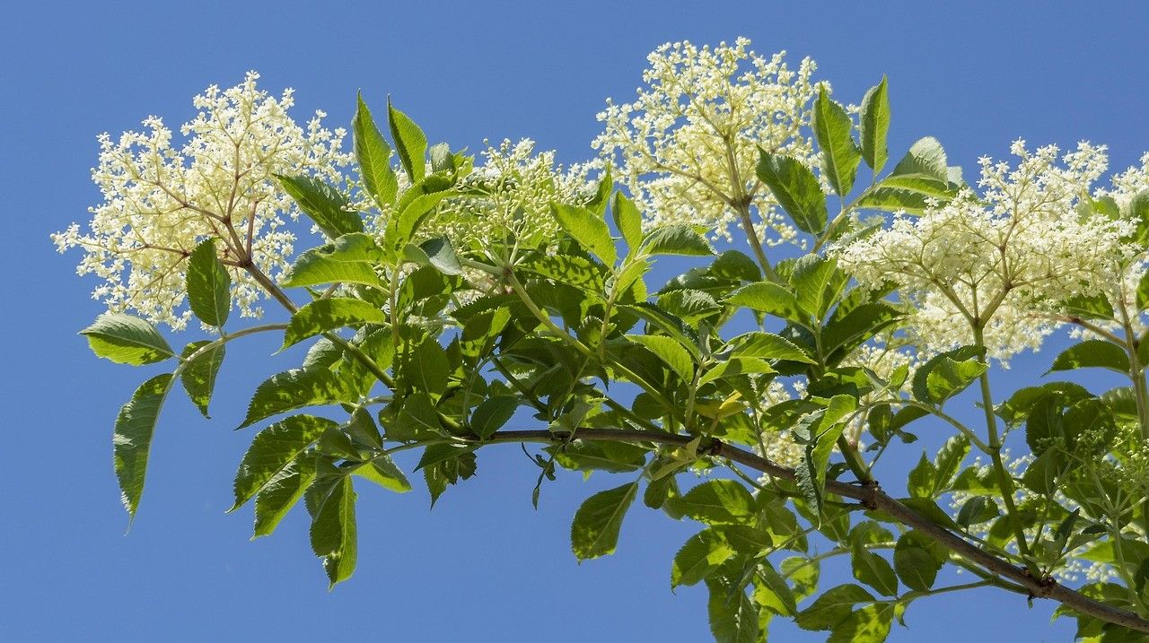 Holunderblüten