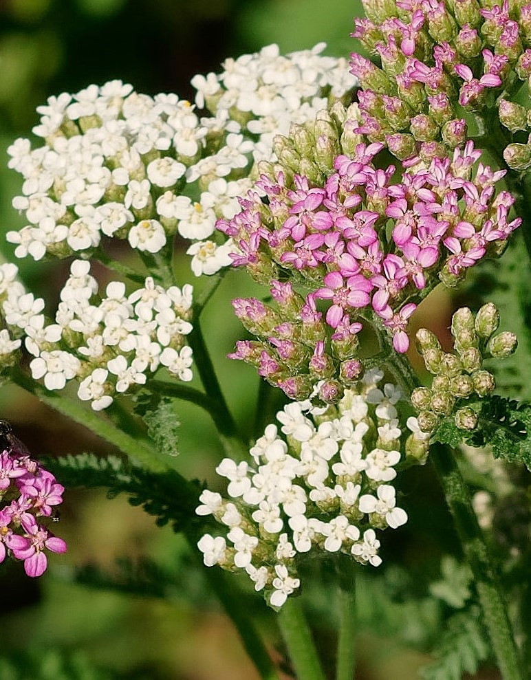 weiße und rosa Blüten der Schafgarbe