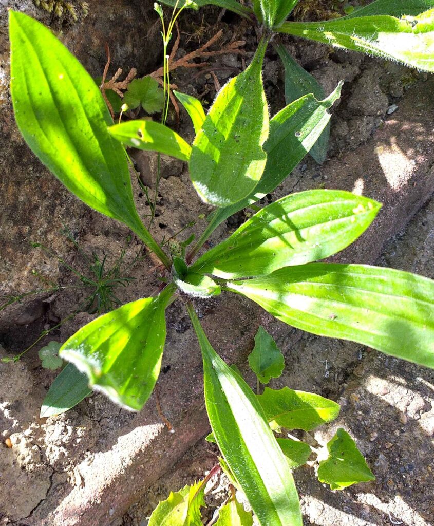 Spitzwegerich - Erste-Hilfe-Pflanze bei Insektenstichen