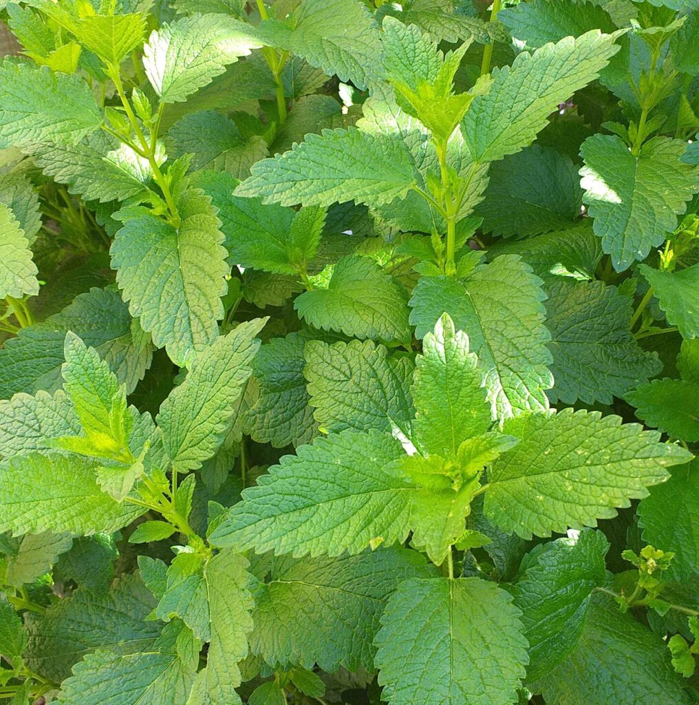 Melisse kann Insektenstiche lindern