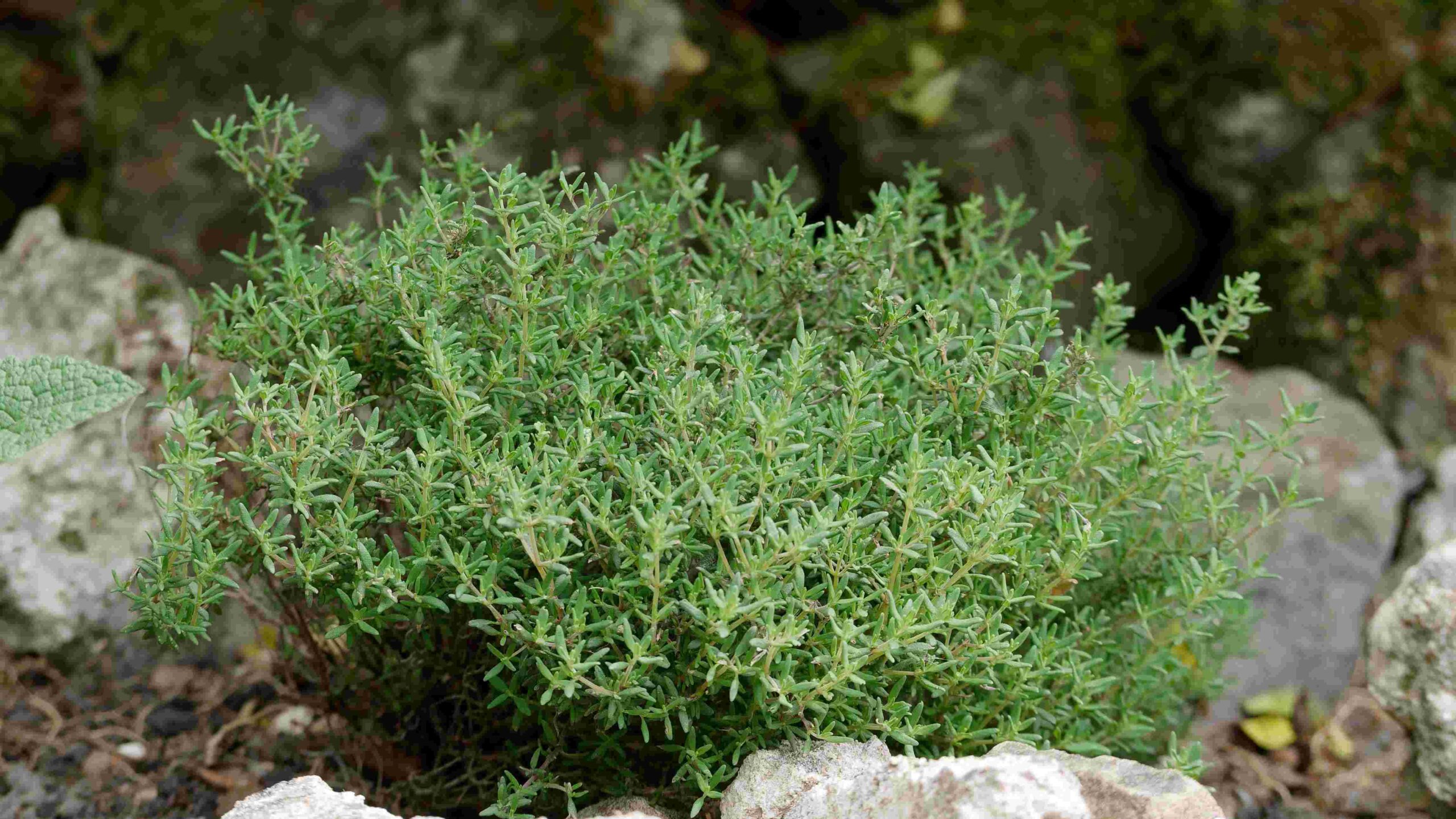 Thymian