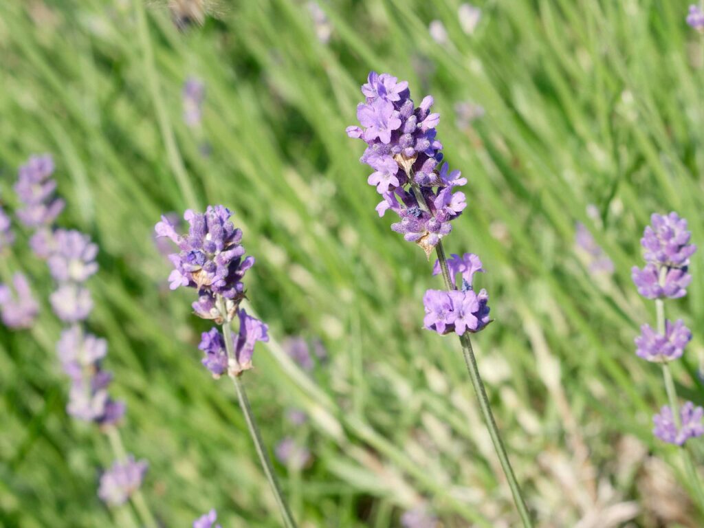 Lavendel - hilfreich bei Blähungen