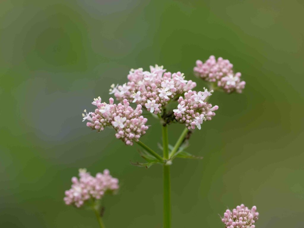 Baldrian (Valeriana off.)