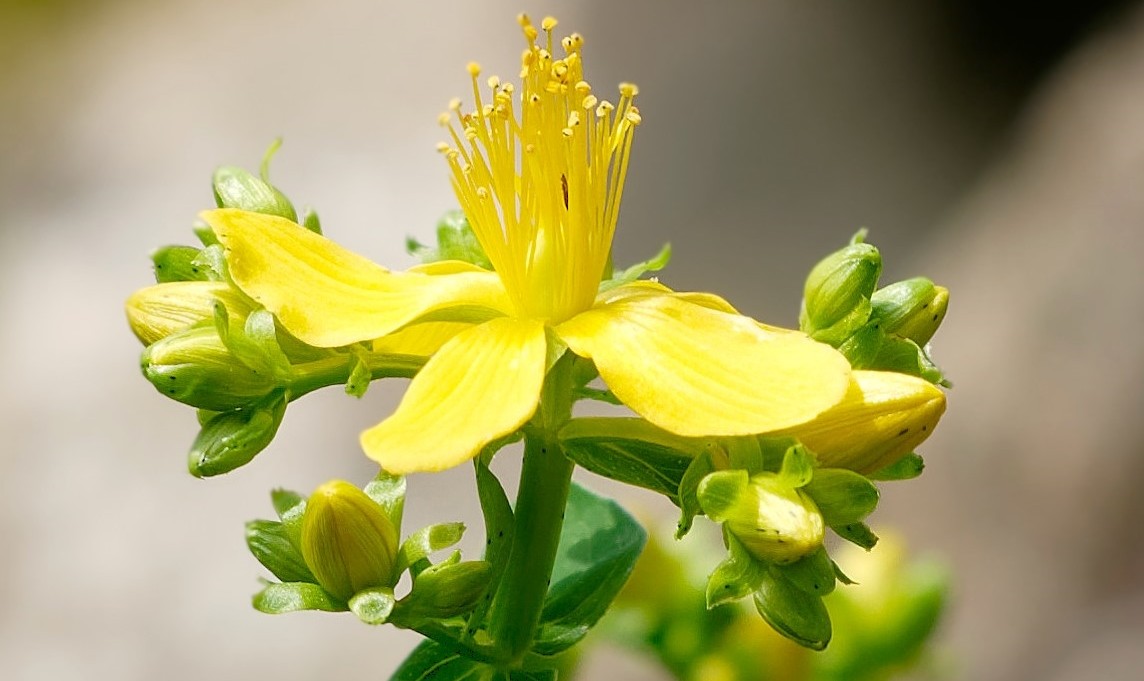 Johanniskrautblüte