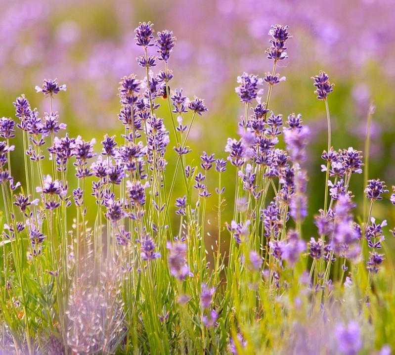 Lavendel - hilfreich bei Schlafstörungen