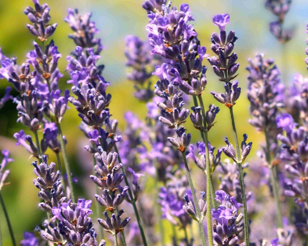 Lavendel -hautberuhigend bei Sonnenbrand