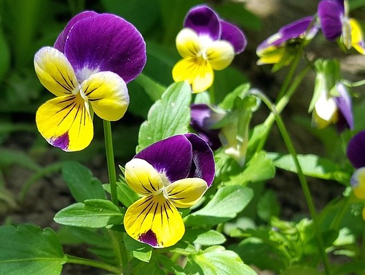 Viola tricolor - eine der besten heimischen Heilpflanzen für die Haut