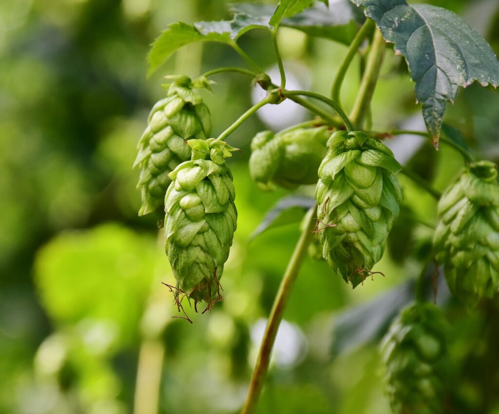Hopfenblüten - wirksame Hilfe bei Schlafstörungen
