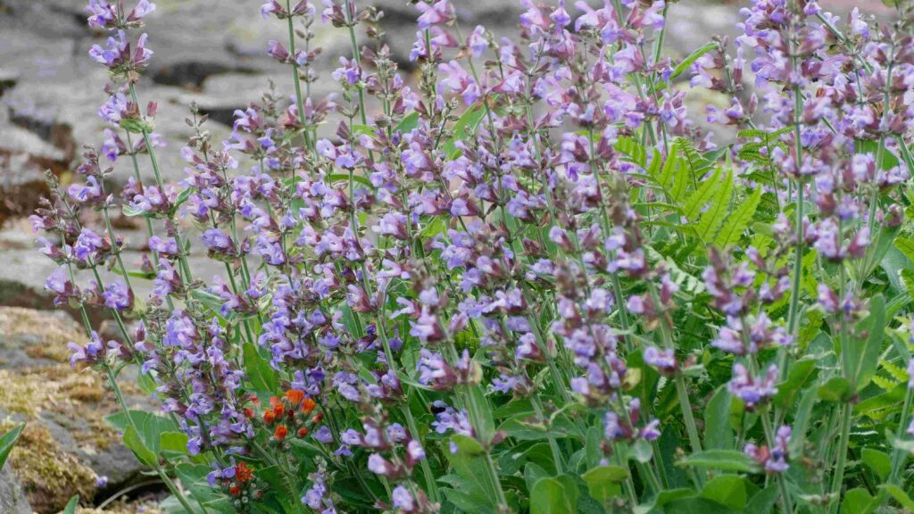 Salbei in Blüte