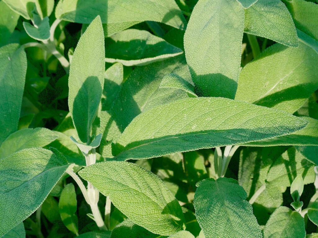 Salbei