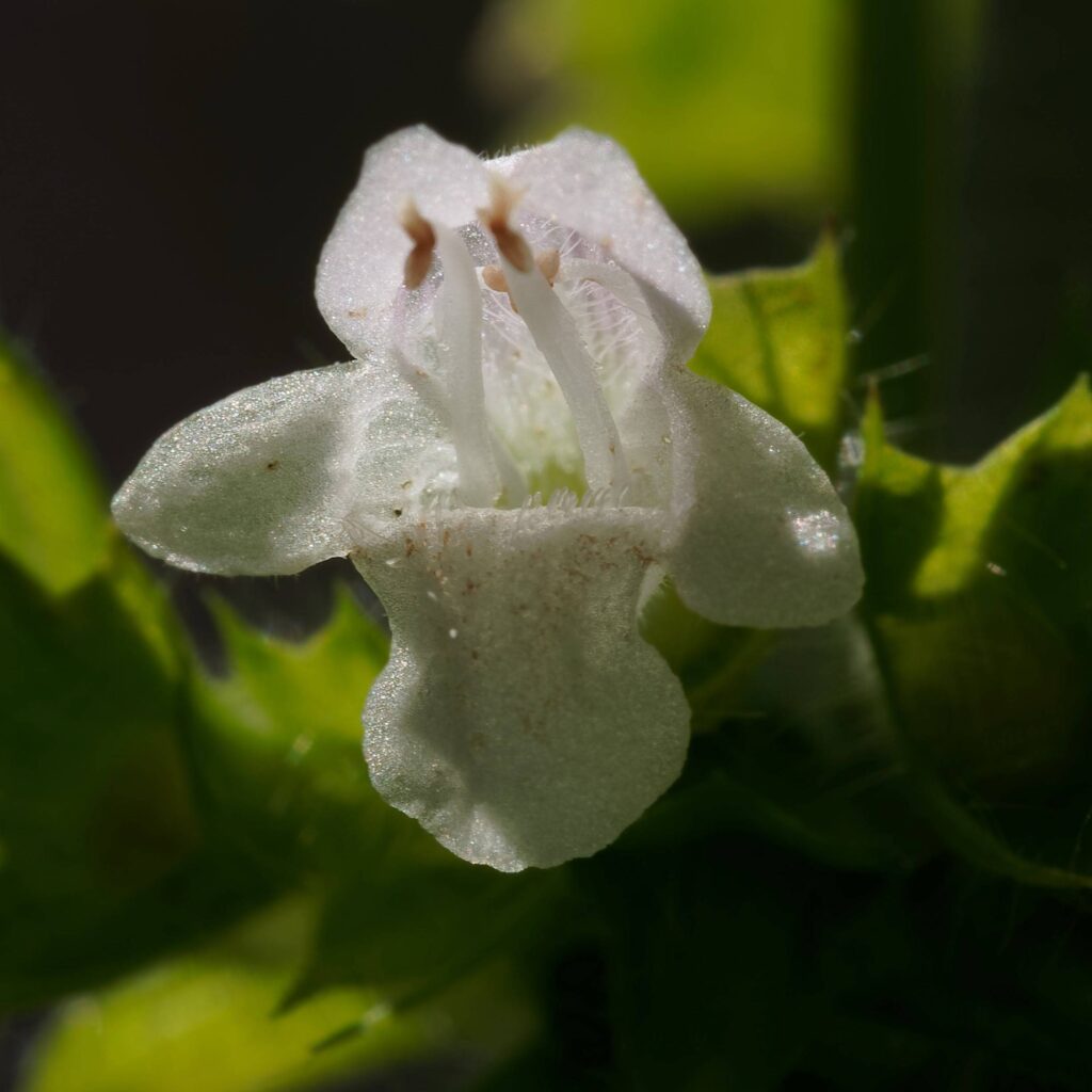 Melissenblüte