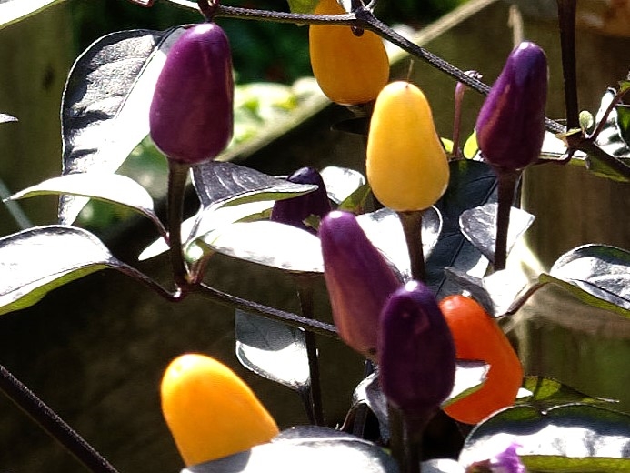 Chili können aufgrund ihrer Schärfe Hitzewallungen verstärken
